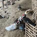 peternak bebek pacet