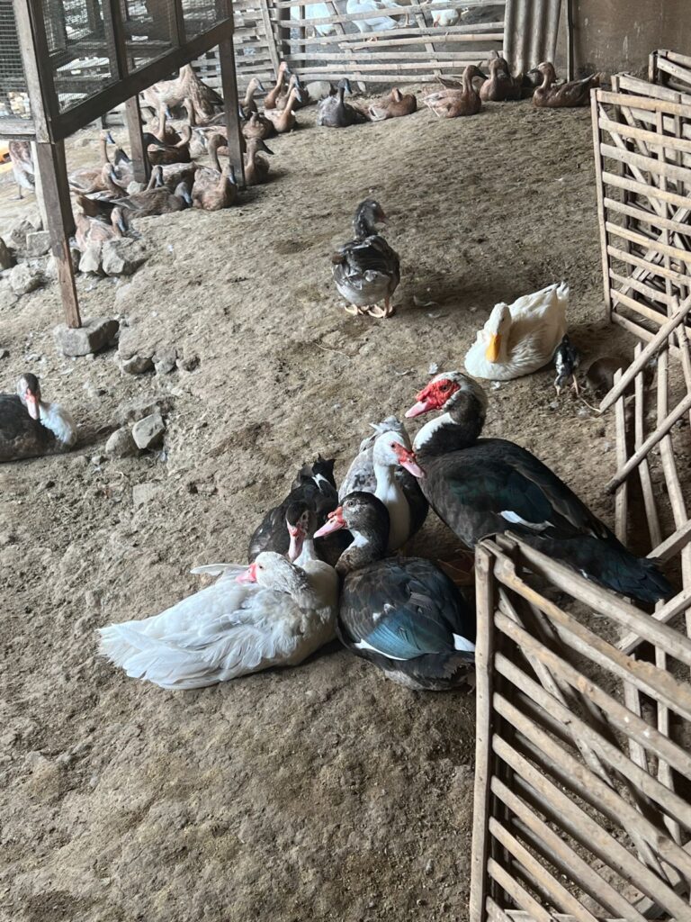 peternak bebek pacet