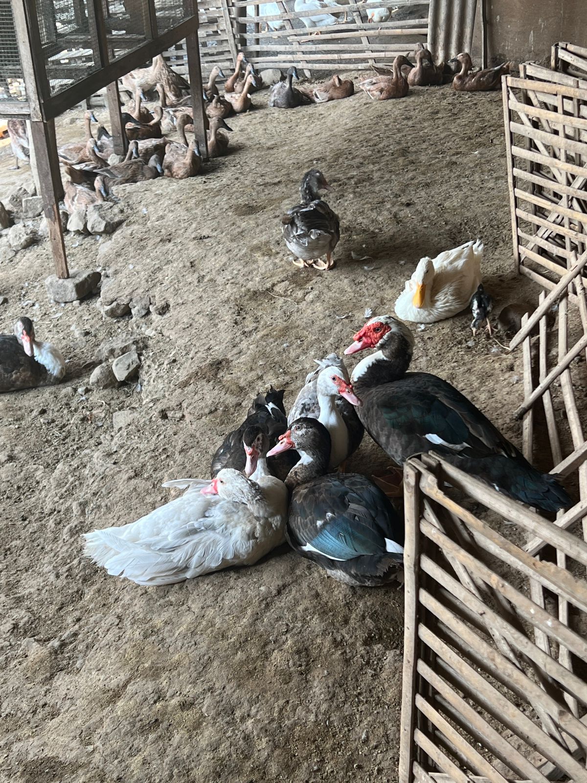 peternak bebek pacet